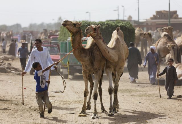 Από τις καμήλες είναι πιθανό να προήλθε ο επικίνδυνος κοροναϊός MERS